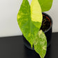 Alocasia Gageana Aurea