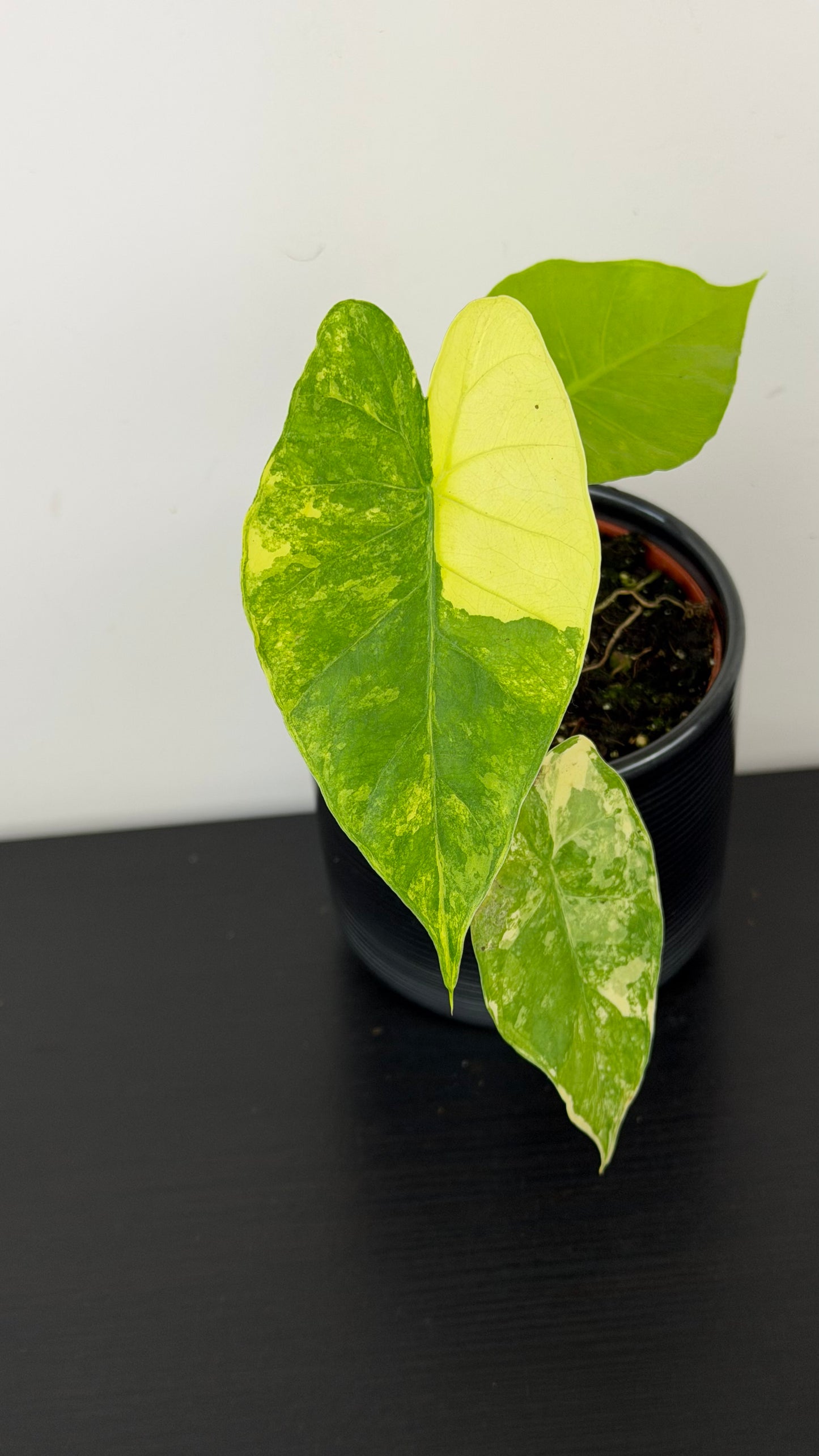Alocasia Gageana Aurea