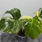 Monstera Thai Constellation 8