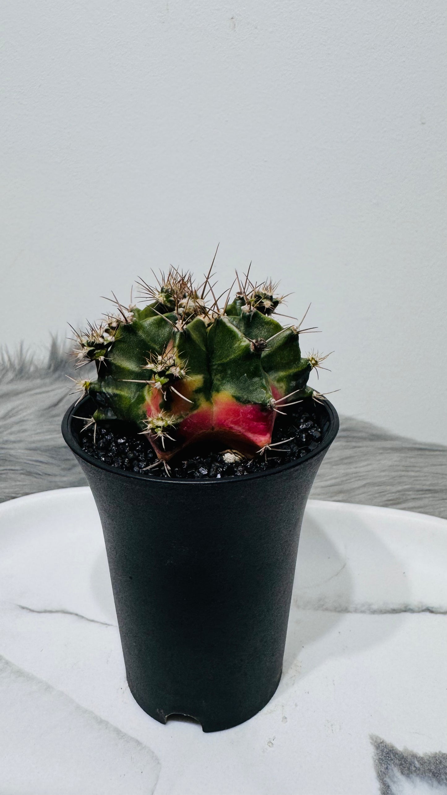 Gymnocalycium mihanovichii variegata