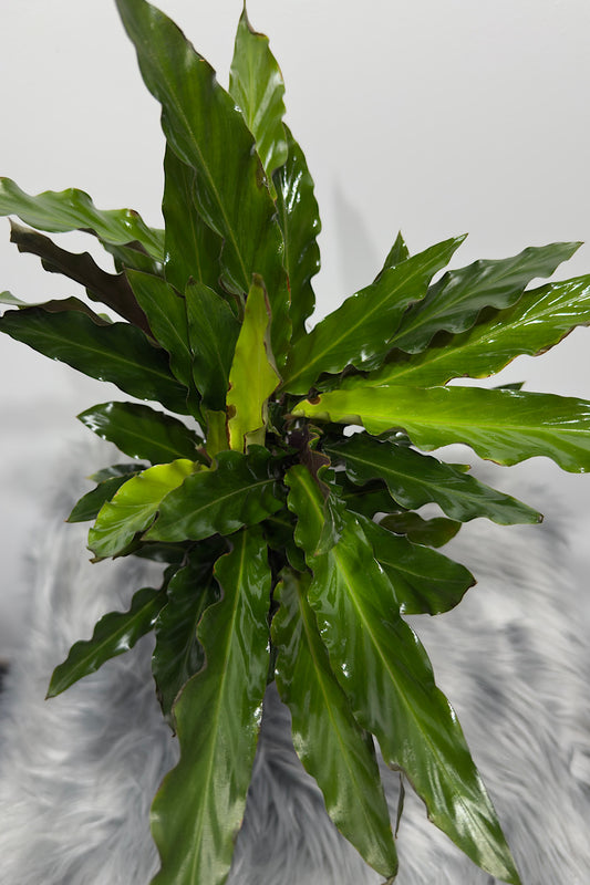 Calathea 3