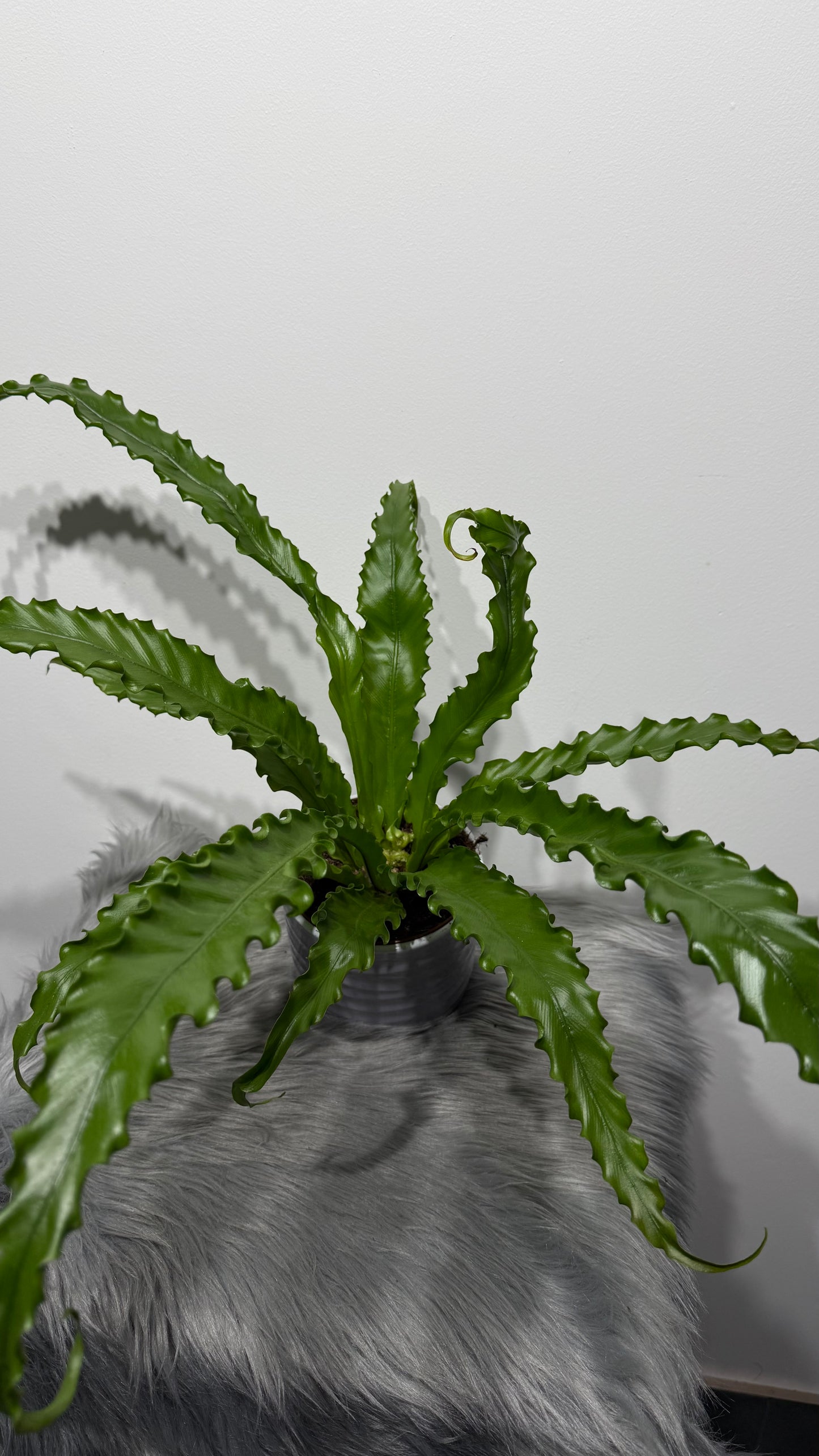 Asplenium Antiquum Osaka