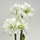 Hippeastrum Alfresco
