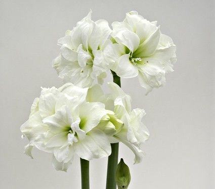 Hippeastrum Alfresco