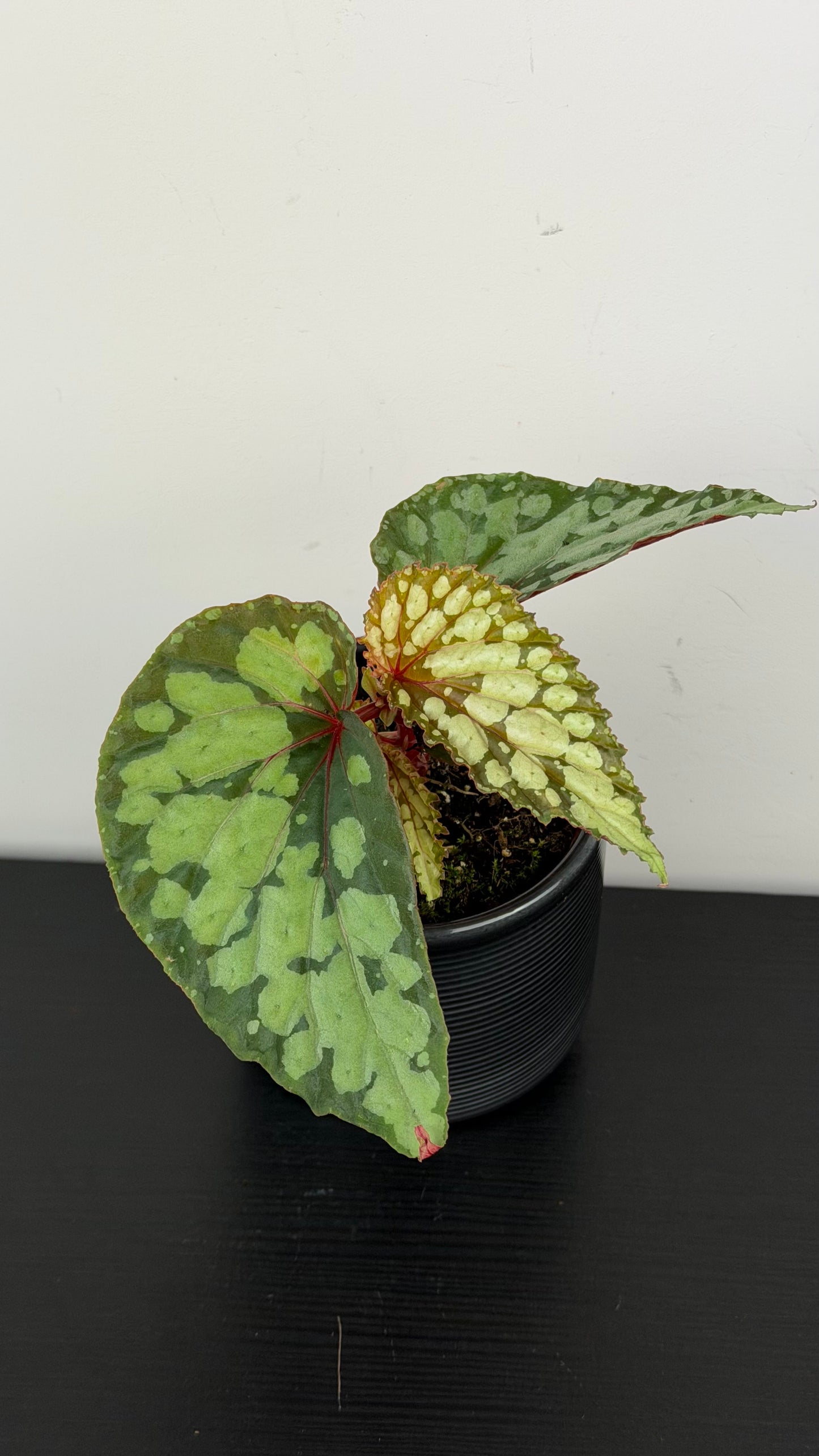 Begonia Lucifer