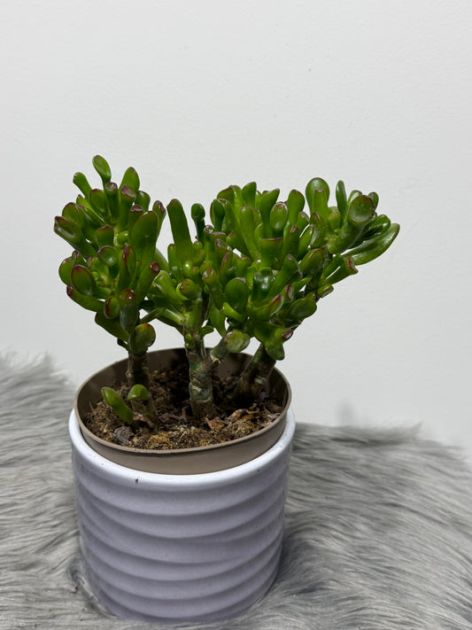 Crassula 6