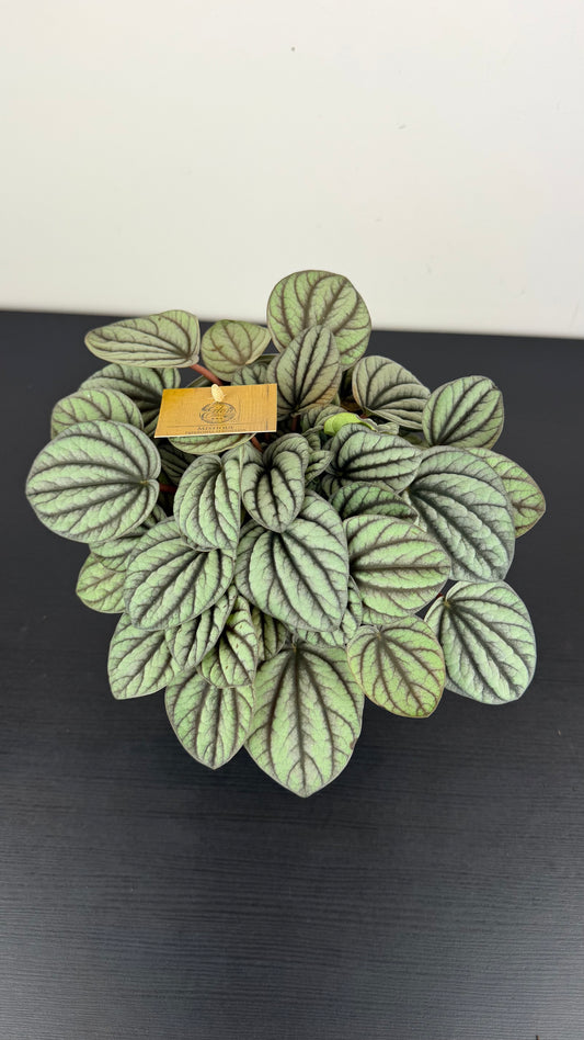 Peperomia Albovittata Mistique