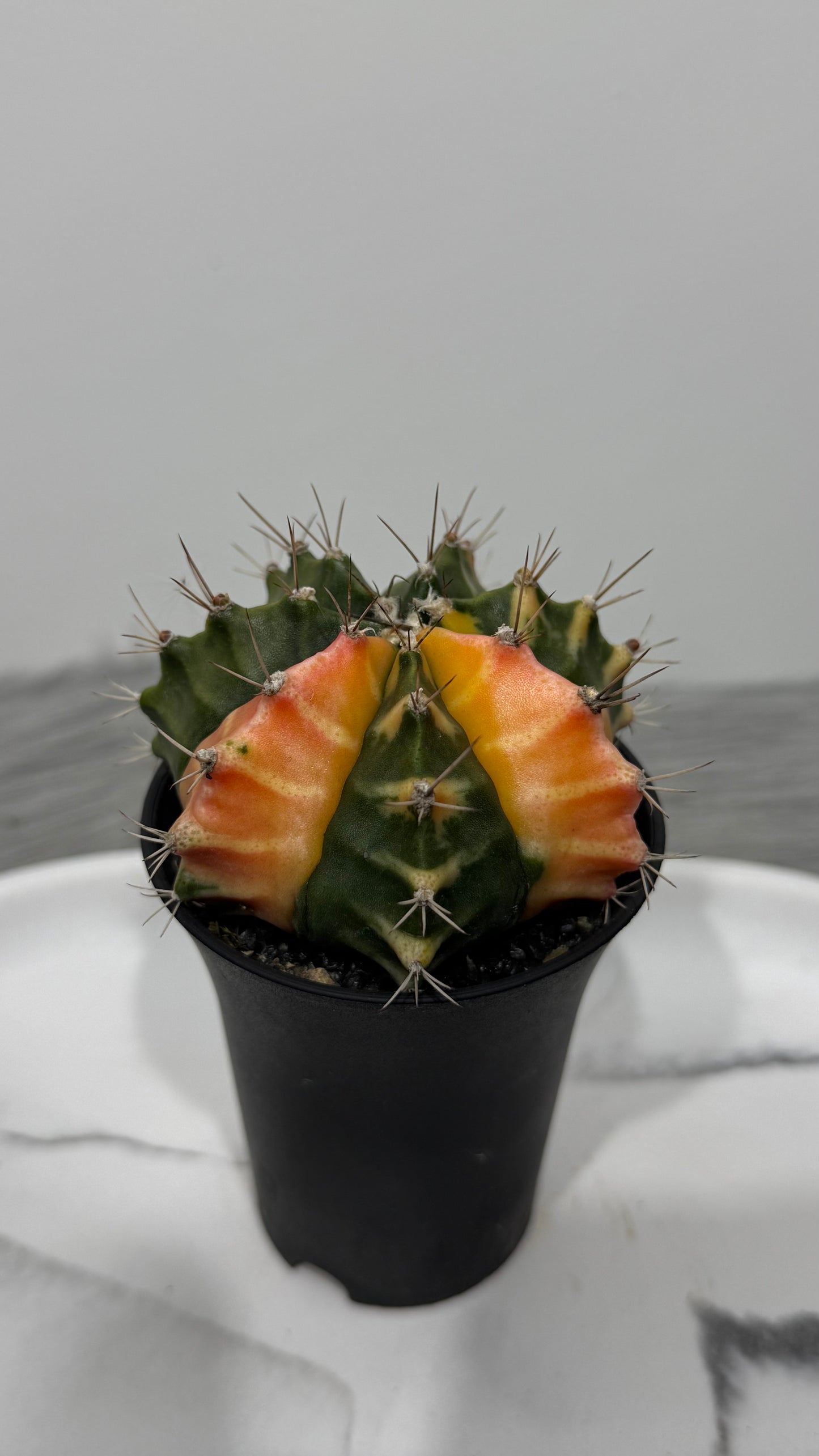 Gymnocalycium mihanovichii variegata