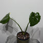 Monstera Thai Constellation 5