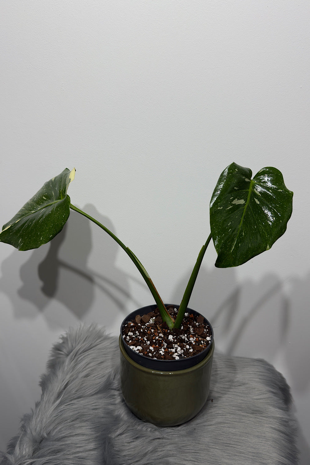 Monstera Thai Constellation 5