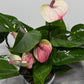 Anthurium White and Pink