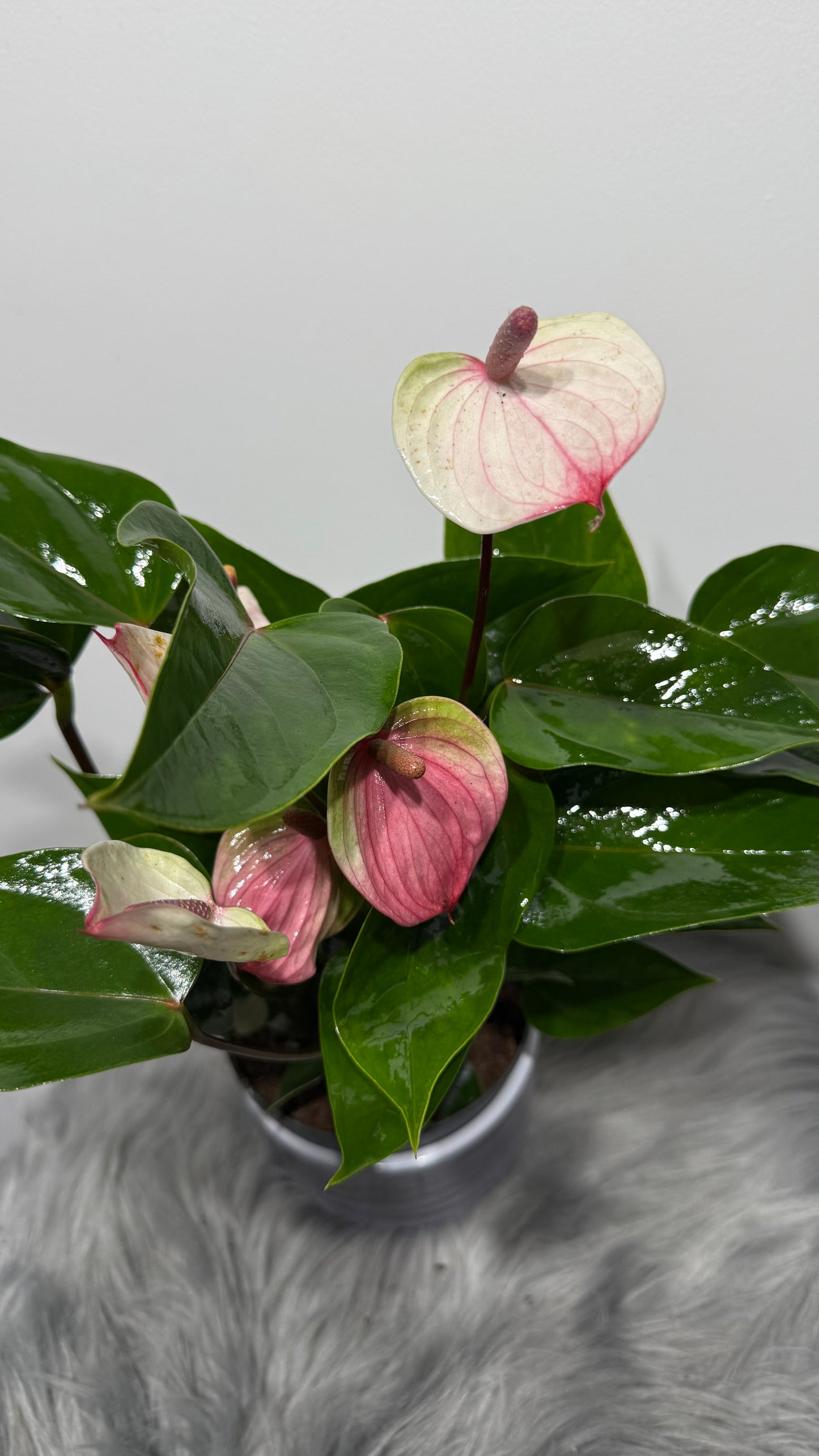 Anthurium White and Pink