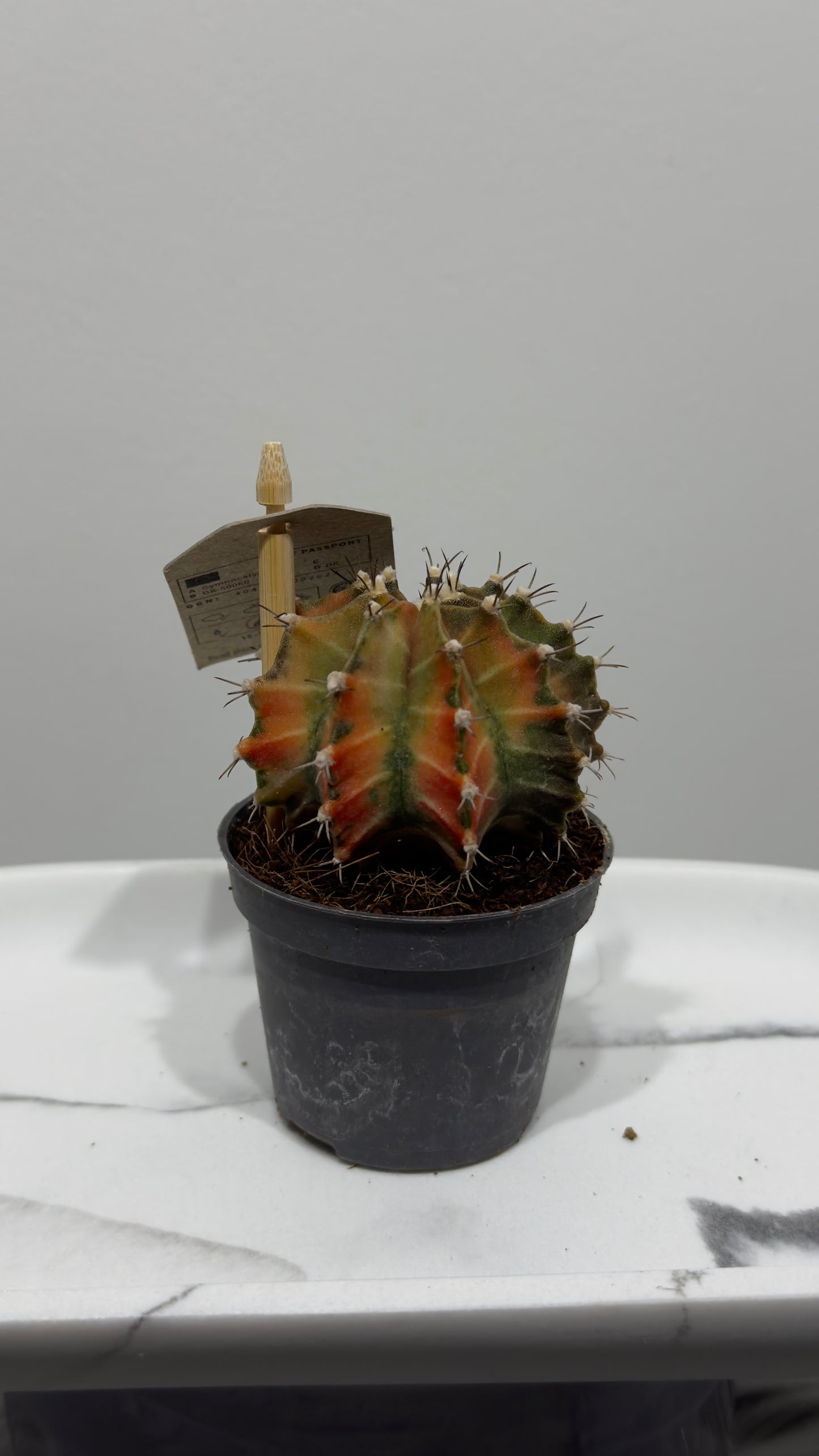 Gymnocalycium mihanovichii variegata