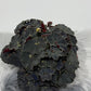 Begonia Rex 6