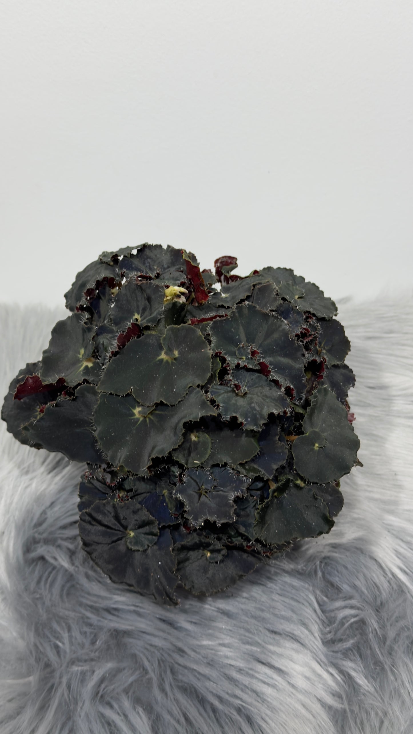 Begonia Rex 6