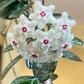 Hoya Mathilde Splash