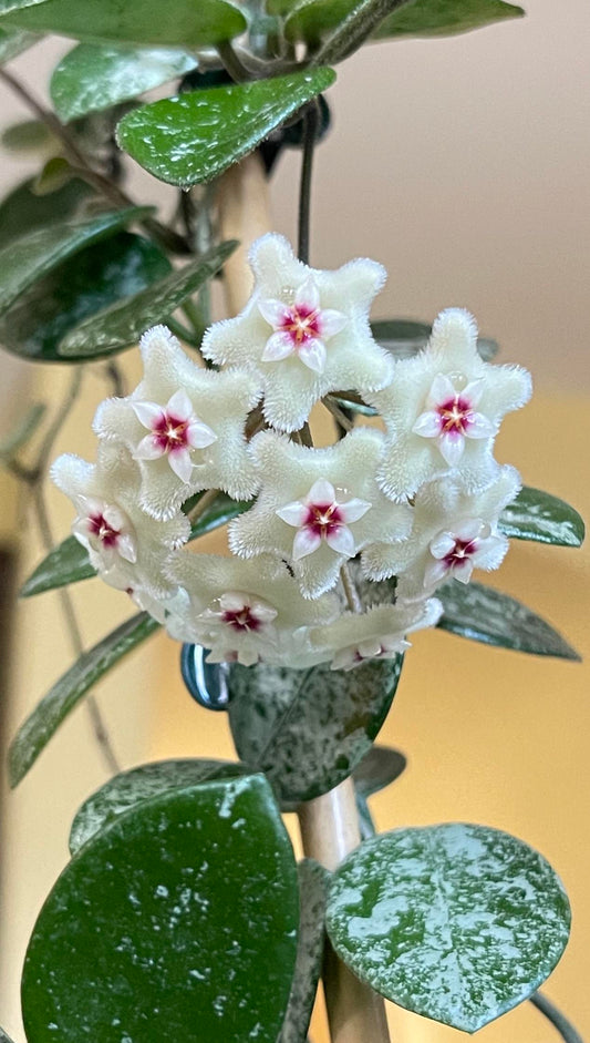 Hoya Mathilde Splash