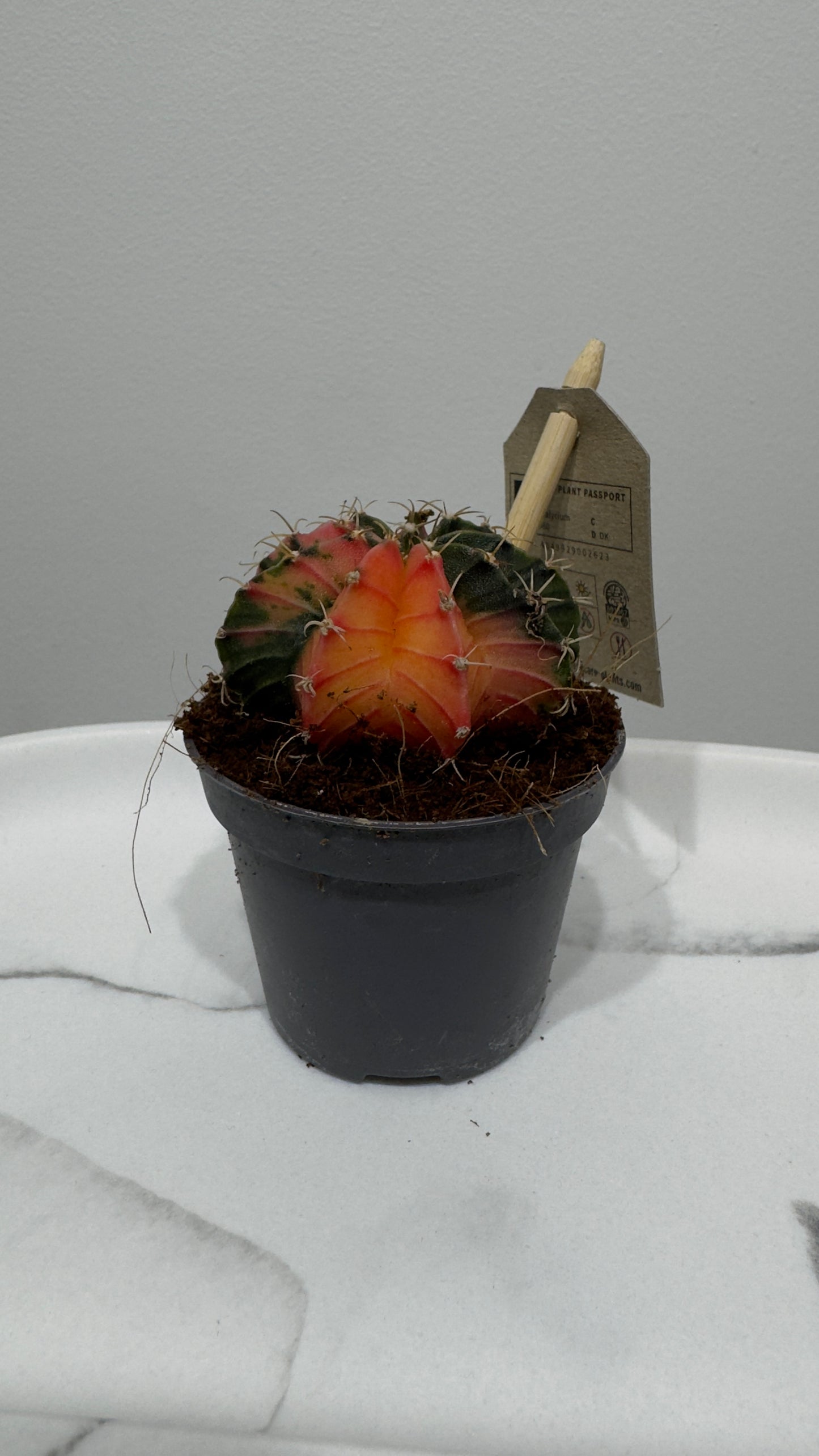 Gymnocalycium mihanovichii variegata
