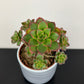Aeonium 1