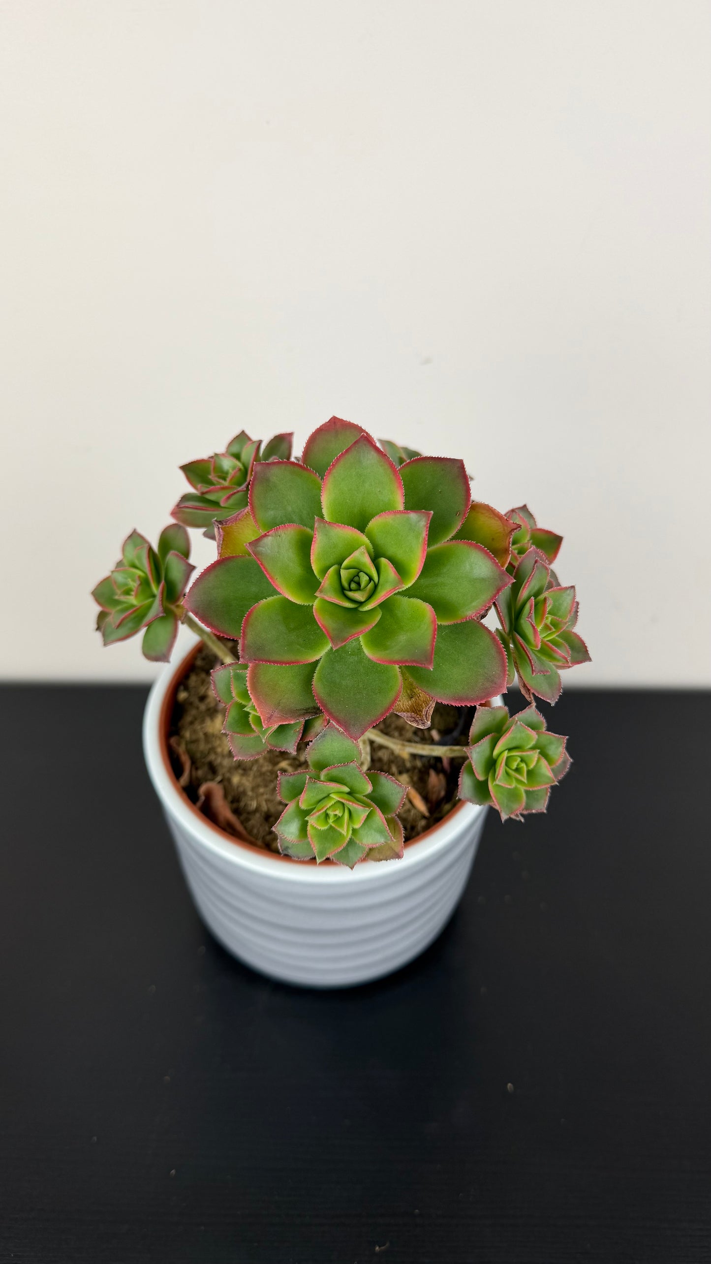 Aeonium 1