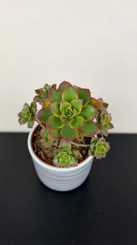 Aeonium 1