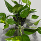 Epipremnum Gold