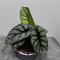 Alocasia Silver Dragon