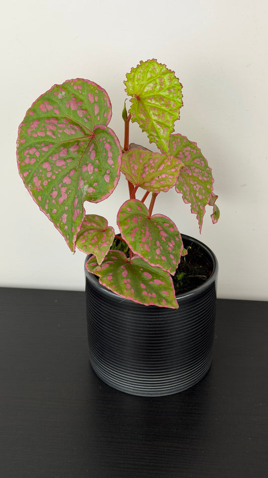 Begonia sp Muara Wahau