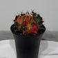 Gymnocalycium mihanovichii variegata