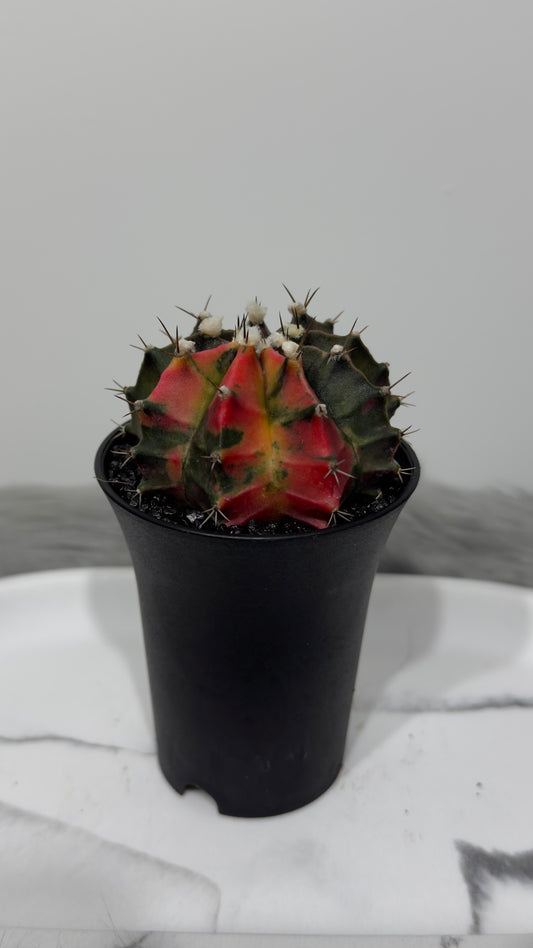 Gymnocalycium mihanovichii variegata