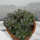 Adromischus 2
