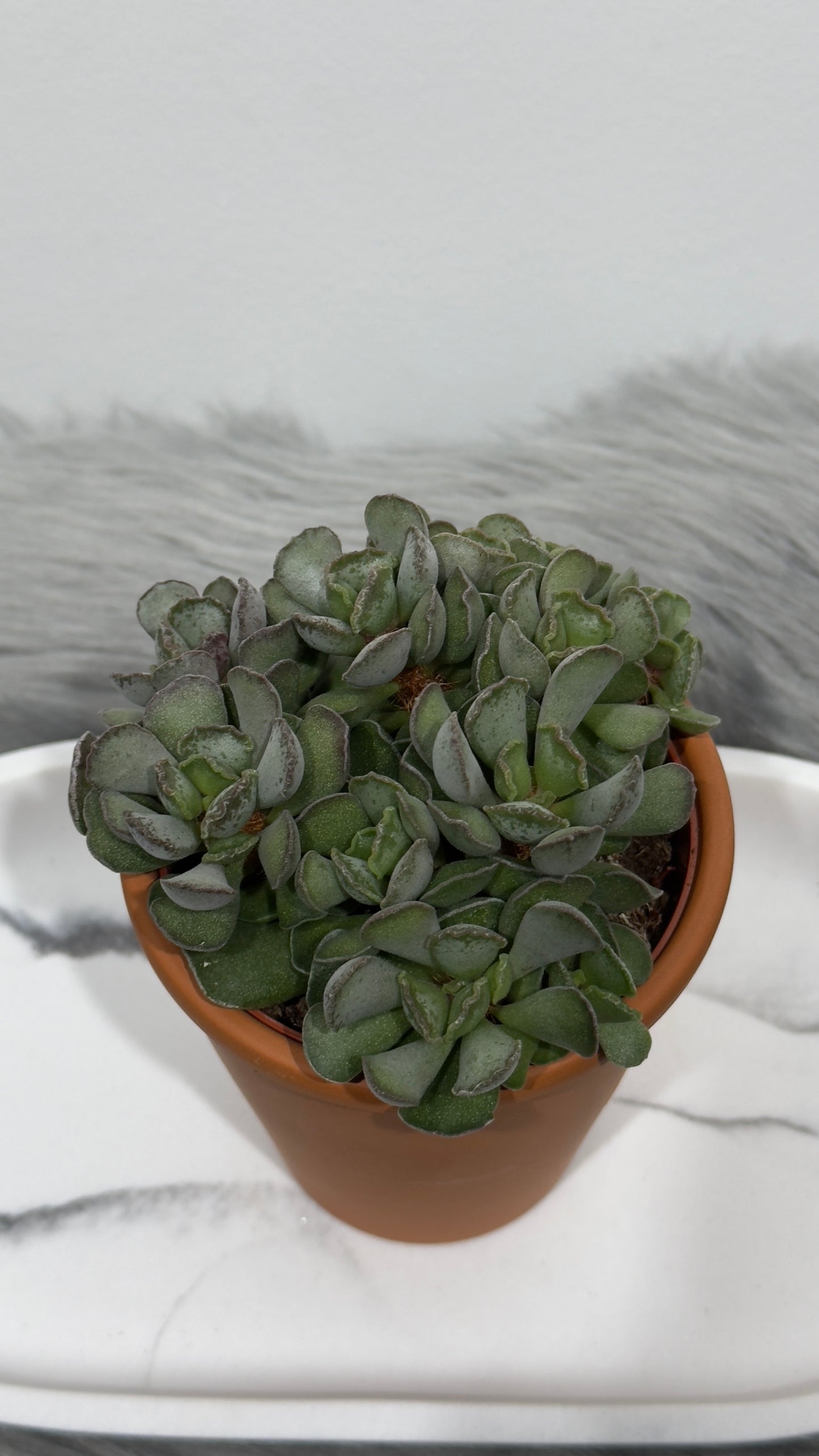 Adromischus 2