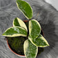 Hoya carnosa Krimson Queen Splash
