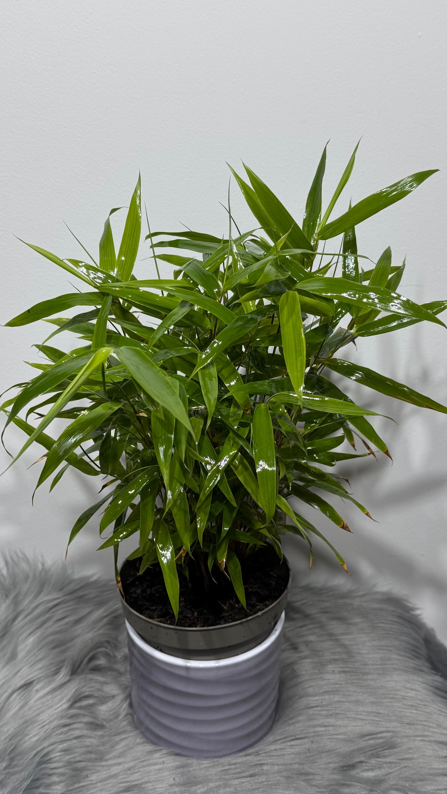 Fargesia Bamboo
