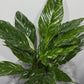 Spathiphyllum Diamond