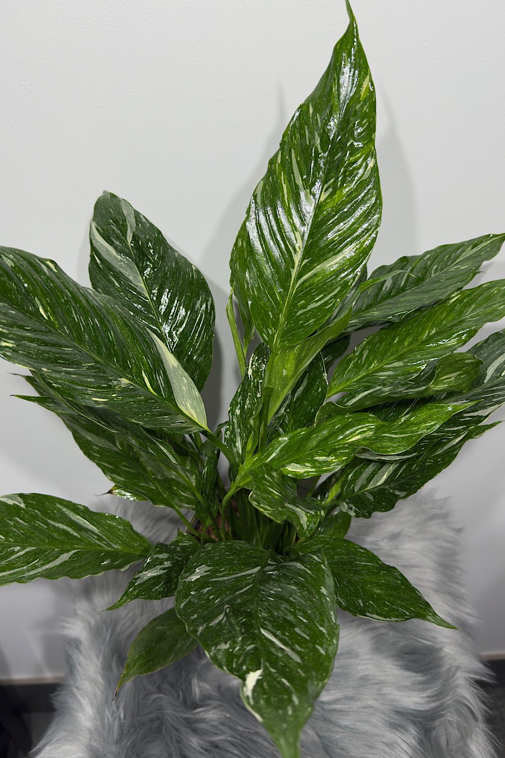 Spathiphyllum Diamond
