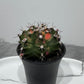 Gymnocalycium mihanovichii variegata