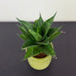 Sansevieria Pineapple