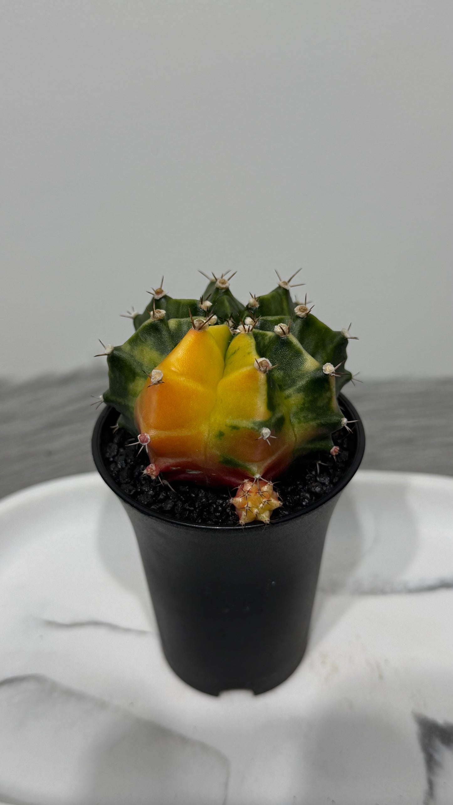 Gymnocalycium mihanovichii variegata