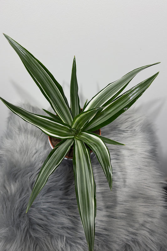 Dracaena 2