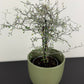 Corokia Cotoneaster