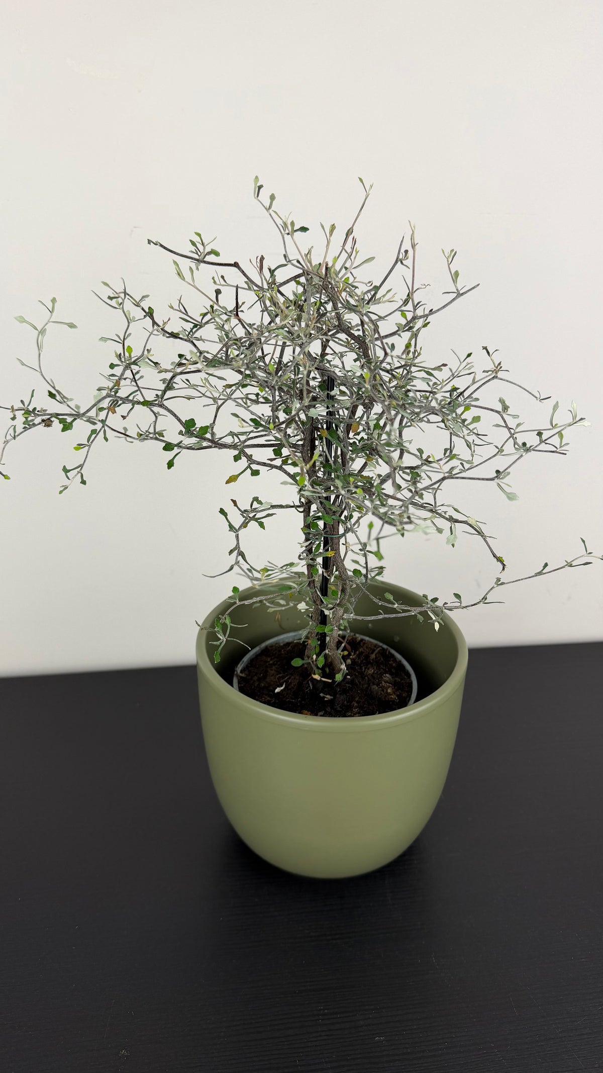 Corokia Cotoneaster