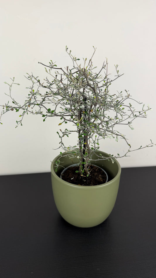 Corokia Cotoneaster