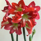 Hippeastrum Christmas Star