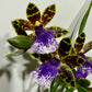 Orhideja Zygopetalum Louisendorf SMARŽO!