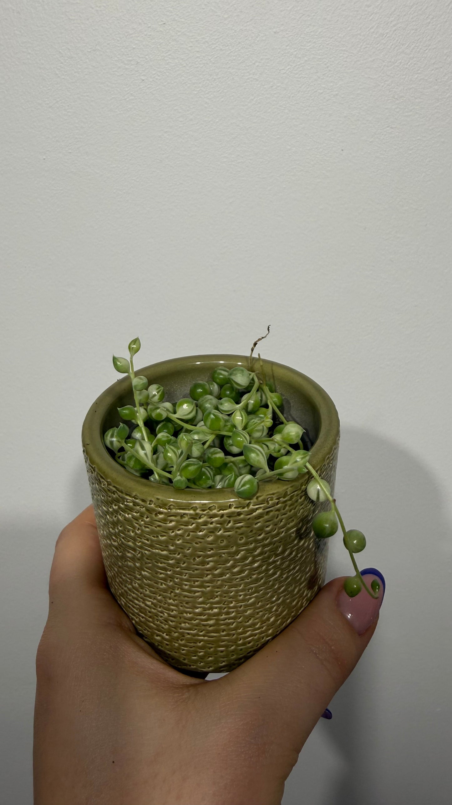 Senecio Rowleyanus Variegata