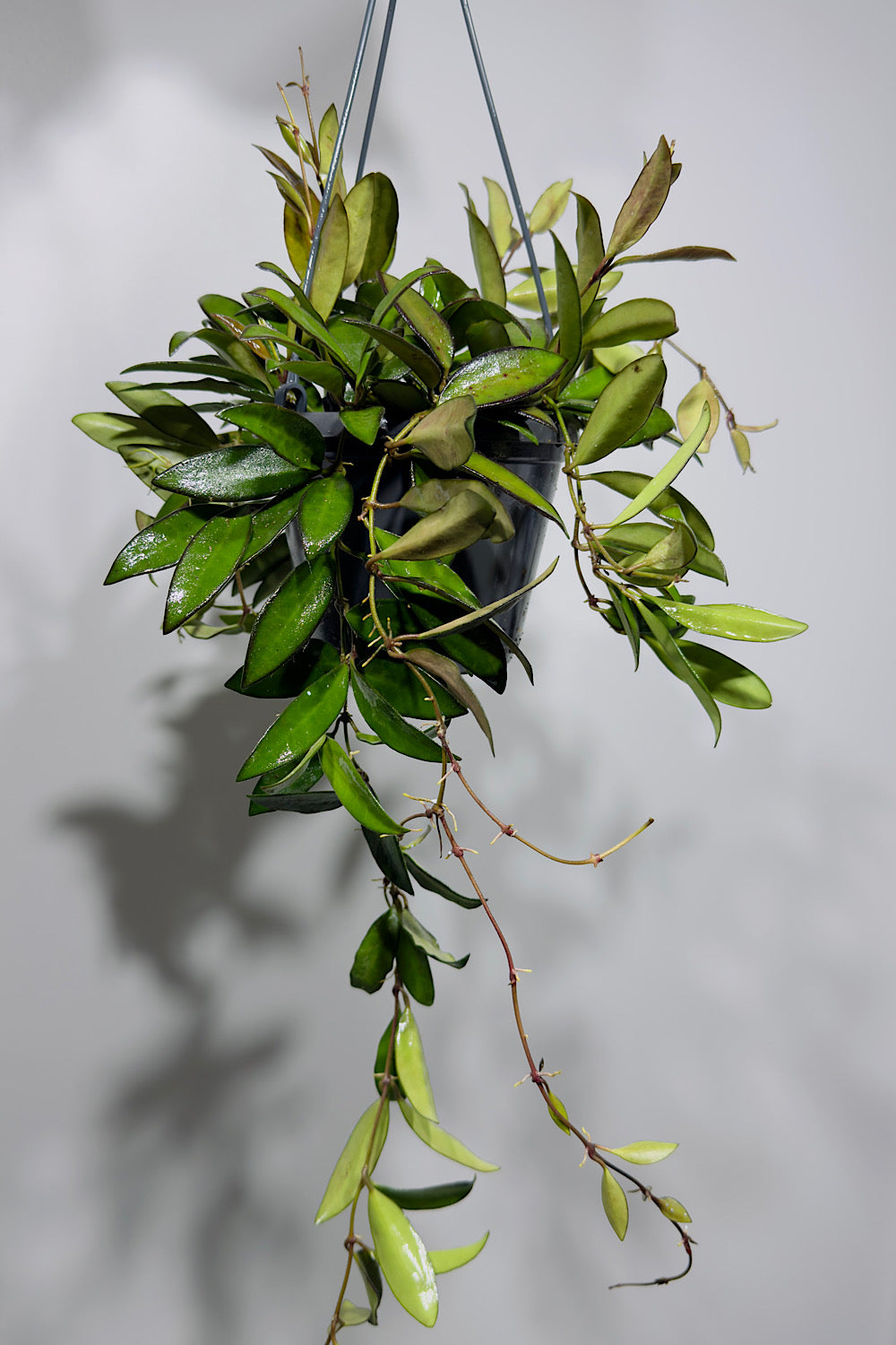 Hoya 'Rosita'