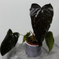 Anthurium Queen of Hearts