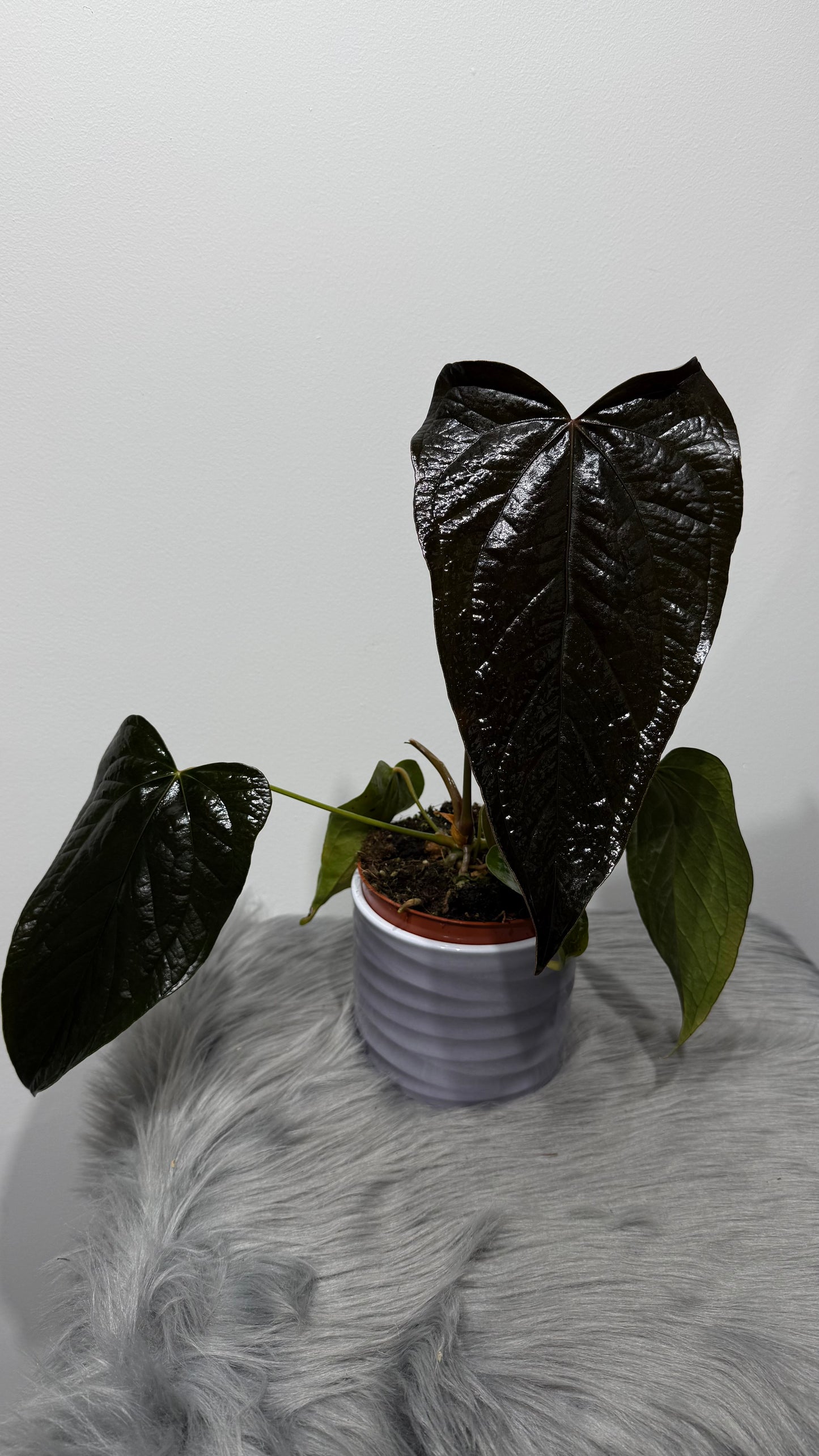 Anthurium Queen of Hearts