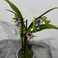 Orhideja Zygopetalum Louisendorf SMARŽO!